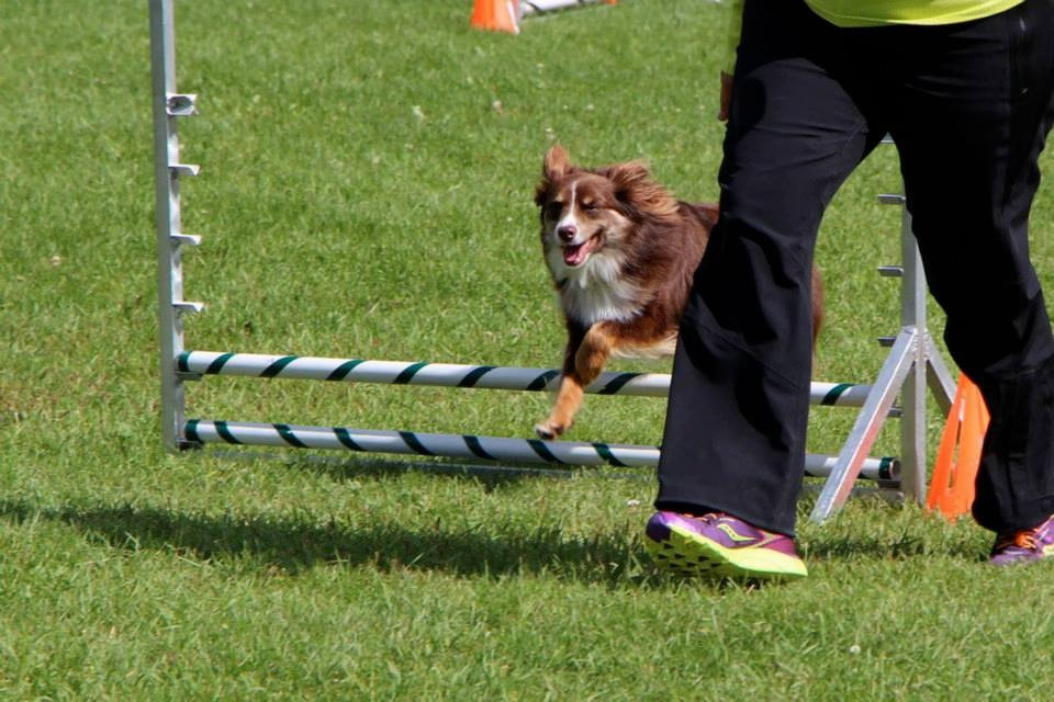 Obedience training club of chugiak clearance